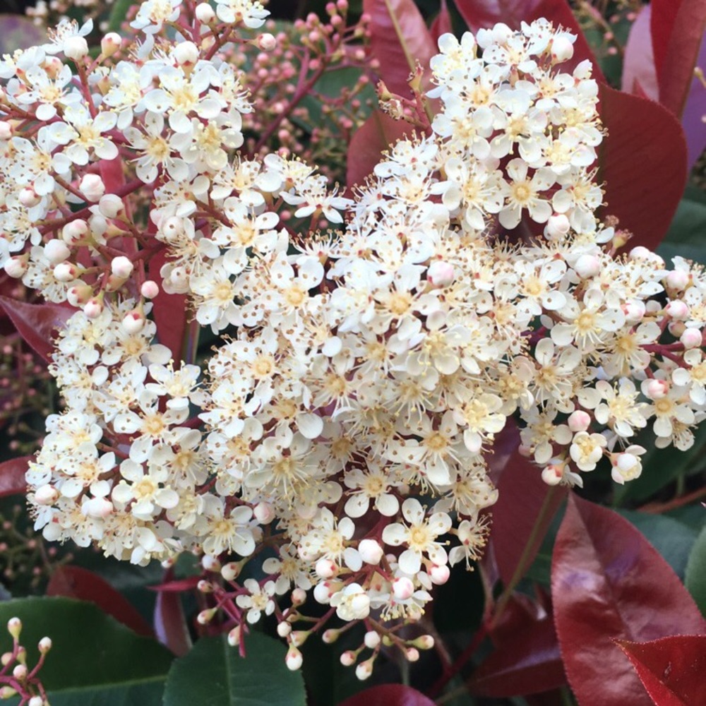 Meet your Posher, Emy